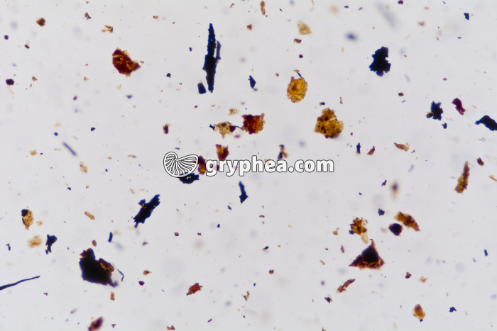 Houille x25 - gryphea.com